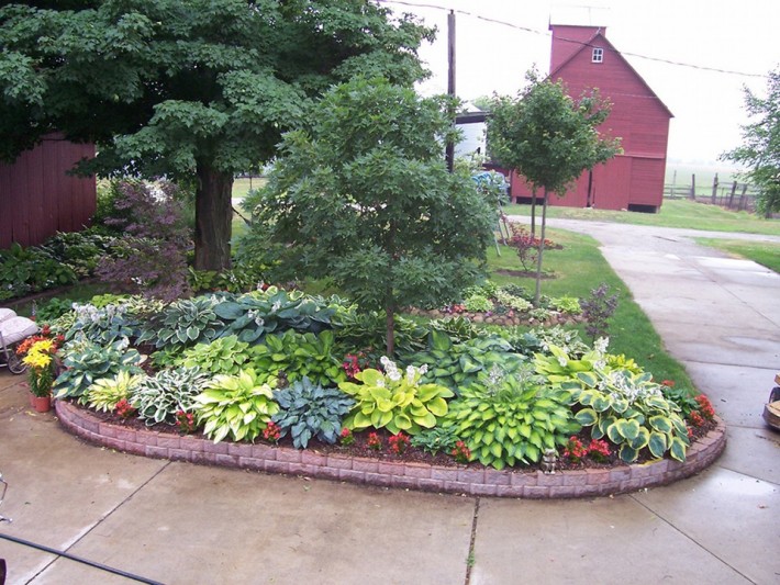 Hostas | Goetz Landscaping